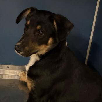 Mixed Breed Dogs Available for Adoption in Yuma, Arizona - Cindy | PetCurious