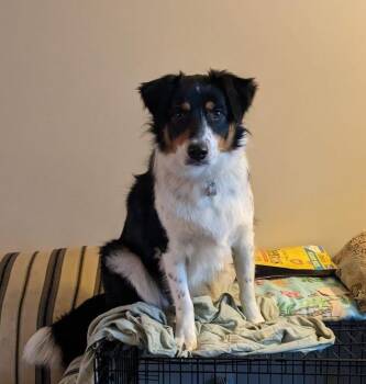 Hobbes -  Border Collie Dog for Adoption in Bloomington, Indiana - Hobbes | PetCurious
