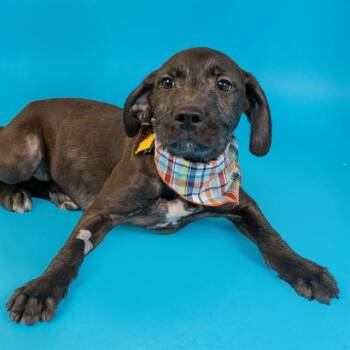 Labrador Retriever and Giant Schnauzer Dogs Available for Adoption - BLACKBERRY | PetCurious