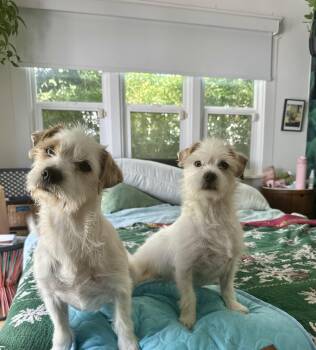 Rescue Terrier and Shih Tzu Dogs for Adoption in El Segundo, California - Dolly & Peaches | PetCurious