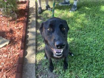 LULU -  Labrador Retriever Dog for Adoption in Rowlett, Texas - LULU | PetCurious