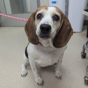 Ari -  Beagle Dog for Adoption in Evansville, Indiana - Ari | PetCurious