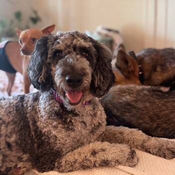 Sophie -  Poodle and Australian Shepherd Dog for Adoption in Rochester, Minnesota - Sophie | PetCurious