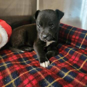 Mixed Breed Dogs Available for Adoption in Evensville, Tennessee - Flower | PetCurious