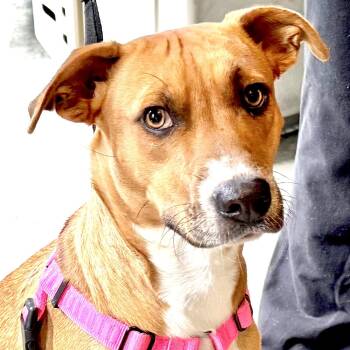 Mountain Cur and Rhodesian Ridgeback Dogs Available for Adoption in Sequatchie, Tennessee - Honey -s | PetCurious