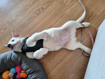 Bubba -  Mixed Breed Dog for Adoption in Athens, Ontario - Bubba | PetCurious
