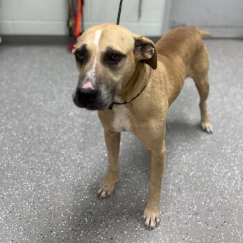 Leo -  Anatolian Shepherd Dog for Adoption in Bardstown, Kentucky - Leo | PetCurious