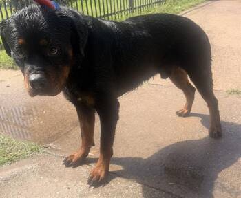 Rottweiler Dogs Available for Adoption - ACE | PetCurious