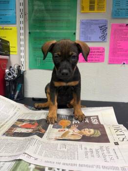 Roswell -  Mixed Breed Dog for Adoption in Sorrento, Louisiana - Roswell | PetCurious
