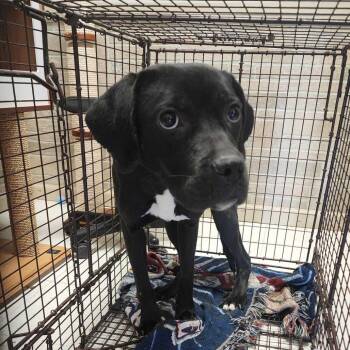 Captain Clark -  Mixed Breed Dog for Adoption in Davenport, Iowa - Captain Clark | PetCurious