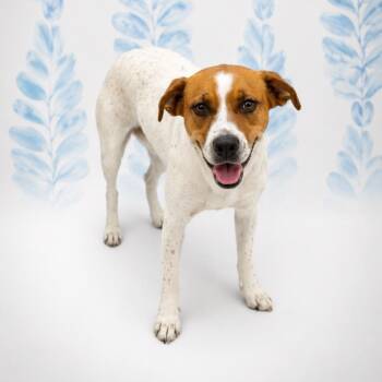 Hound and Mixed Breed Dogs Available for Adoption in Morganton, North Carolina - Juniper | PetCurious
