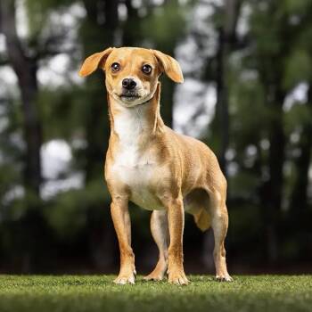 Benny -  Chihuahua and Mixed Breed Dog for Adoption in Jupiter, Florida - Benny | PetCurious