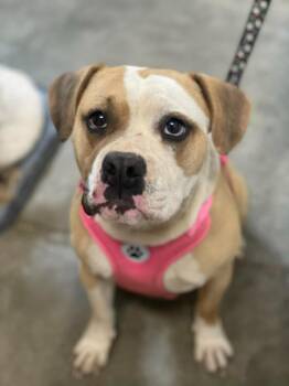 Pit Bull Terrier and Boxer Dogs Available for Adoption in Calhoun, Kentucky - Sky | PetCurious