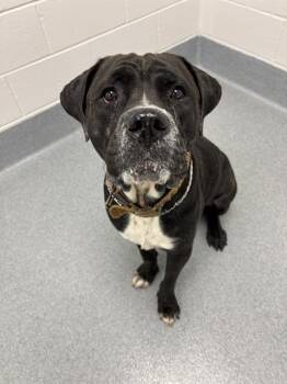 DAVID -  Cane Corso Dog for Adoption in Indianapolis, Indiana - DAVID | PetCurious