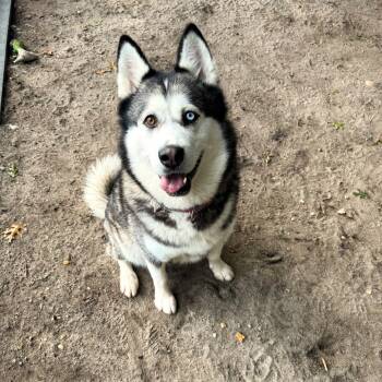 Lassie -  Siberian Husky Dog for Adoption in Brookhaven, New York - Lassie | PetCurious