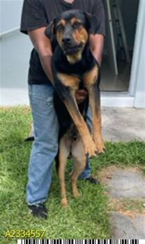 DAVEY -  Mixed Breed Dog Available for Adoption in West Palm Beach, Florida - DAVEY | PetCurious