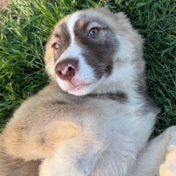 Wiley -  Husky and Shepherd Dog for Adoption in Stillwater, Oklahoma - Wiley | PetCurious
