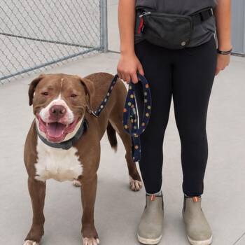 Ace -  Mixed Breed Dog for Adoption in Warren, Ohio - Ace | PetCurious