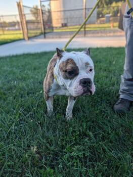 Petey -  Pit Bull Terrier and Mixed Breed Dog for Adoption in Greenfield, Indiana - Petey | PetCurious