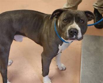 Mixed Breed Dogs Available for Adoption - CHESTER | PetCurious