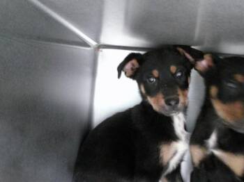 Rottweiler and Mixed Breed Dogs Available for Adoption - A470652 | PetCurious