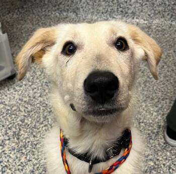 Fields -  Labrador Retriever Dog for Adoption in Golden, Colorado - Fields | PetCurious