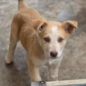 Husky and Cattle Dog Dogs Available for Adoption in Midland, Texas - Sunspot | PetCurious