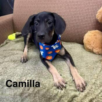 Camilla -  Cane Corso and Mixed Breed Dog for Adoption in Blairstown, New Jersey - Camilla | PetCurious