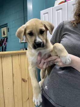 Great Pyrenees and Shepherd Dogs Available for Adoption in Chattanooga, Tennessee - Yoshi | PetCurious