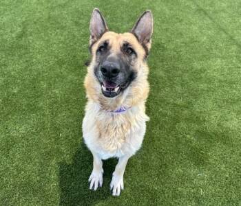 FABLE -  German Shepherd Dog and Mixed Breed Dog for Adoption in Martinez, California - FABLE | PetCurious