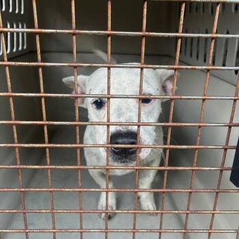 Weaver -  Terrier and Mixed Breed Dog for Adoption in Montgomery, Alabama - Weaver | PetCurious