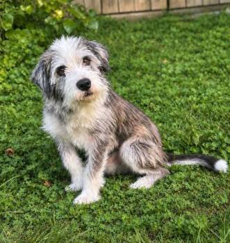 Hendrix -  Terrier Dog for Adoption in Aurora, Indiana - Hendrix | PetCurious