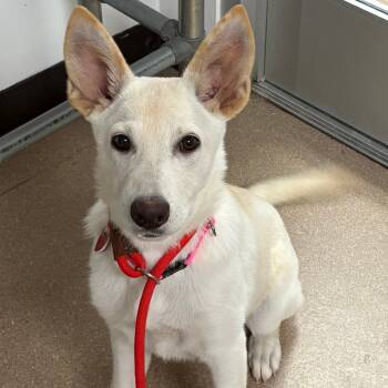 Rescue Husky Dogs for Adoption in Los Angeles, California - Indigo A2241452 | PetCurious