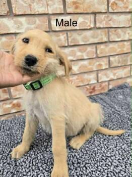 Goldendoodle and Labrador Retriever Dogs Available for Adoption - Hunter | PetCurious