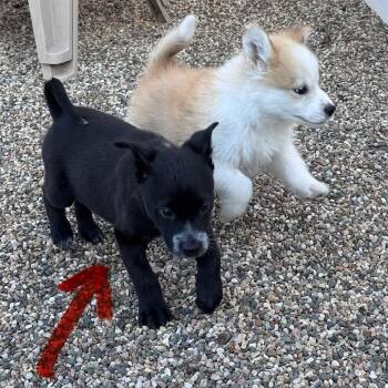 Mixed Breed Dogs Available for Adoption in Buffalo, Minnesota - Pierogi | PetCurious