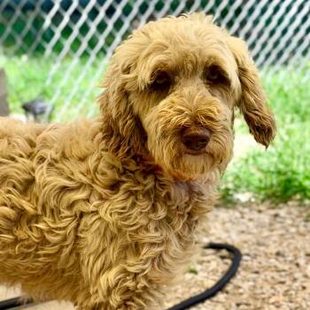 Presley - Missouri JY26-46 -  Wheaten Terrier and Poodle Dog for Adoption in Peyton, Colorado - Presley - Missouri JY26-46 | PetCurious