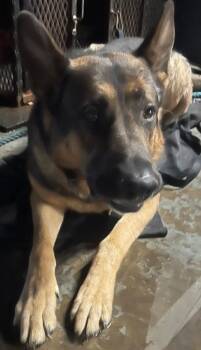 Weston -  German Shepherd Dog Dog for Adoption - Weston | PetCurious