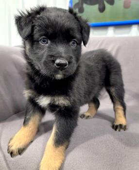 Rescue Mixed Breed Dogs for Adoption in Racine, Wisconsin - Wingback Chair | PetCurious