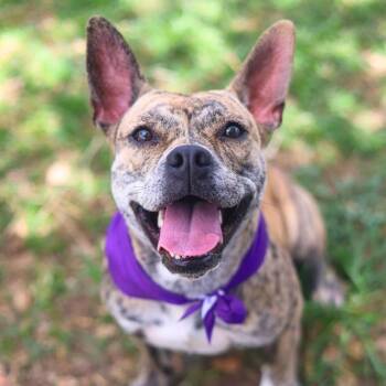 DOLBY -  Terrier Dog for Adoption in San Antonio, Texas - DOLBY | PetCurious