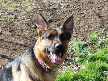 Rescue German Shepherd Dog Dogs for Adoption in Lewiston, Idaho - Valor **COURTESY POST** | PetCurious