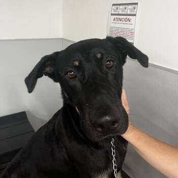 Black Labrador Retriever and German Shepherd Dog Dogs Available for Adoption - Oakly | PetCurious