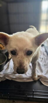 Rescue Chihuahua Dogs for Adoption in Riverton, Utah - Mounkol | PetCurious