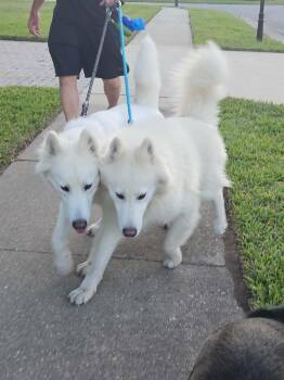 Ken and Barbie -  Siberian Husky Dog for Adoption in New Smyrna Beach, Florida - Ken And Barbie | PetCurious