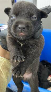 RUBY -  Mixed Breed Dog for Adoption in Dallas, Texas - RUBY | PetCurious