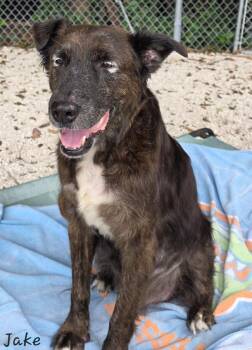 Rescue Retriever Dogs for Adoption in Key Largo, Florida - Jake | PetCurious