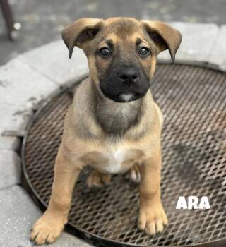 Boxer and Shepherd Dogs Available for Adoption in Sandy Hook, Manitoba - Ara | PetCurious