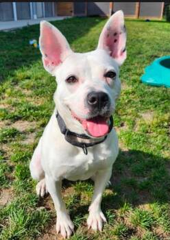 NALA (FOSTER ORR FOSTER TO ADOPT) -  Mixed Breed Dog for Adoption in Ajax, Ontario - NALA (FOSTER ORR FOSTER TO ADOPT) | PetCurious