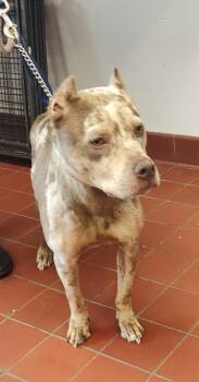 Rescue Pit Bull Terrier Dogs for Adoption in Salisbury, Maryland - Tony | PetCurious
