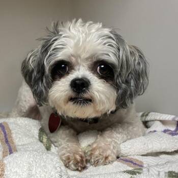 Coco -  Lhasa Apso Dog for Adoption in Harrisonburg, Virginia - Coco | PetCurious