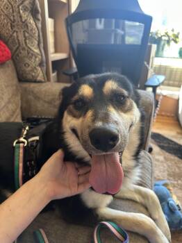 Hobo - Adorable Family and Dog-Ready Pup -  Husky and German Shepherd Dog Dog for Adoption in Kirkland, Washington - Hobo - Adorable Family And Dog-Ready Pup | PetCurious